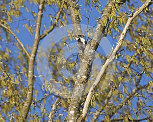 Eurasian Three-Toed Woodpecker, Bialowieza National Park, Poland