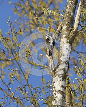 Eurasian Three-Toed Woodpecker, Bialowieza National Park, Poland