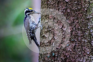 The Eurasian three-toed woodpecker, Picoides tridactylus