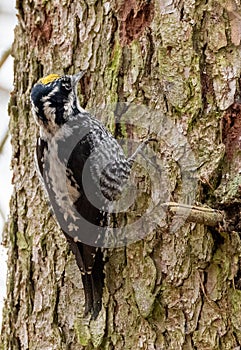 Eurasian Three-toed woodpecker Picoides tridactylus close up