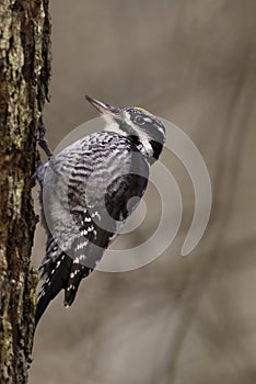 Eurasian Three-toed woodpecker Picoides tridactylus close up