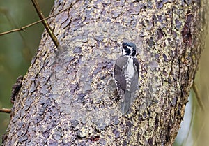 Eurasian Three-toed woodpecker (Picoides tridactylus) close up