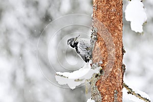 Eurasian three-toed woodpecker (Picoides tridactylus) female in the forest in snowfall