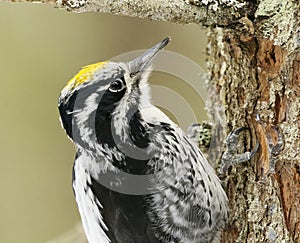 Eurasian three-toed woodpecker (Picoides tridactylus) male close up looking for food in the forest