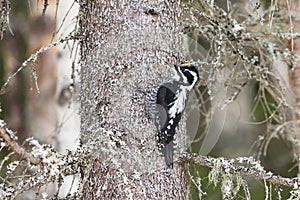 Eurasian three-toed woodpecker (Picoides tridactylus) male in the forest