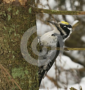 Eurasian three-toed woodpecker (Picoides tridactylus) male in the forest looking for food