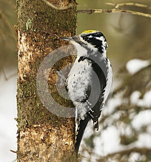 Eurasian three-toed woodpecker (Picoides tridactylus) male in the forest looking for food