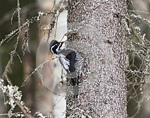 Eurasian three-toed woodpecker (Picoides tridactylus) male in the forest looking for food