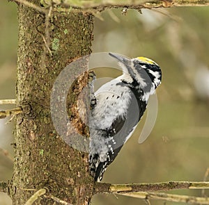 Eurasian three-toed woodpecker (Picoides tridactylus) male in the forest looking for food