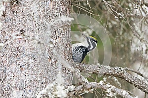 Eurasian three-toed woodpecker (Picoides tridactylus) male in the forest looking for food