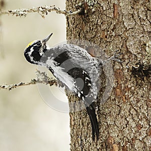 Eurasian three-toed woodpecker (Picoides tridactylus) male looking for food