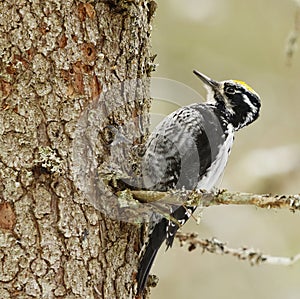 Eurasian three-toed woodpecker (Picoides tridactylus) male looking for food
