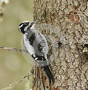 Eurasian three-toed woodpecker (Picoides tridactylus) male looking for food