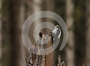 Eurasian three-toed woodpecker (Picoides tridactylus) male perched on a tree stump in the forest