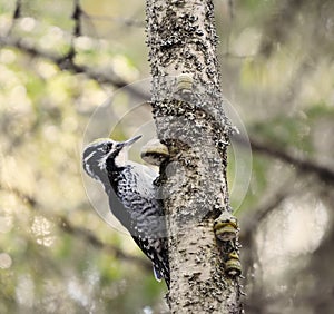 Eurasian three-toed woodpecker (Picoides tridactylus) male on a rotten birch