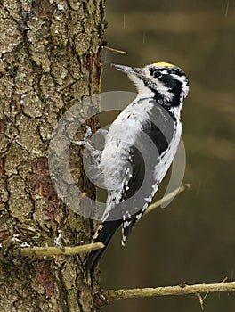 Eurasian three-toed woodpecker (Picoides tridactylus) male on a spruce in the forest.