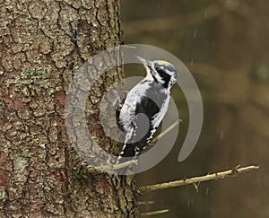 Eurasian three-toed woodpecker (Picoides tridactylus) male in the spruce forest in winter