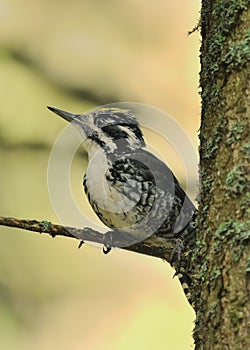 Eurasian Three-toed Woodpecker - Picoides tridactylus medium-sized woodpecker, back and white with yellow head, living in forest