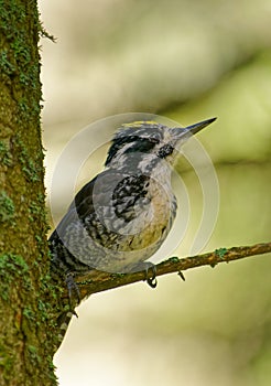 Eurasian Three-toed Woodpecker - Picoides tridactylus medium-sized woodpecker, back and white with yellow head, living in forest