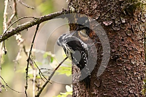 Eurasian three-toed woodpecker (Picoides tridactylus) parent feeding chick at the nest