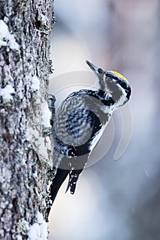 Eurasian three-toed woodpecker, Picoides tridactylus on a tree in an old coniferous boreal forest of Estonia, Northern Europe.