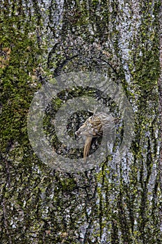 Eurasian tree creeper Certhia familiaris