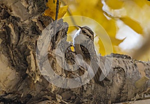 Eurasian tree creeper