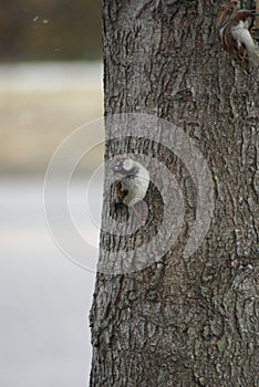 Eurasian Tree Sparrow