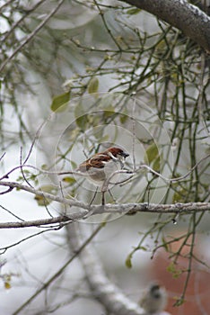 Eurasian Tree Sparrow