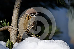 Eurasian tree sparrow