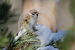 Eurasian tree sparrow