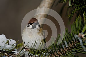 Eurasian tree sparrow