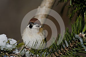 Eurasian tree sparrow