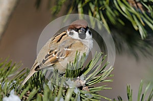 Eurasian tree sparrow