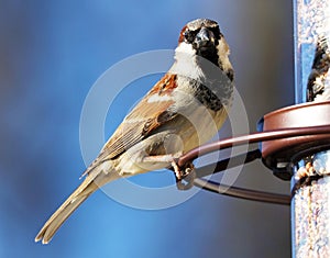 Eurasian Tree Sparrow beautiful colorful bird eating seeds from a bird seed feeder during summer in Michigan