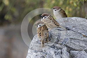 Eurasian Tree Sparrow bird