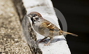 A Eurasian Tree Sparrow Bird perched on a concrete ledge