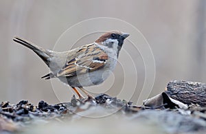 Eurasian tree sparrow courtship and lekking display with lifted tail