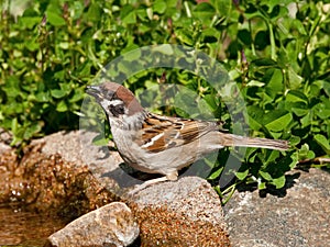 Eurasian Tree Sparrow drinking water