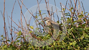 Eurasian Tree Sparrow