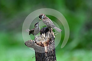 Eurasian Tree Sparrow photo