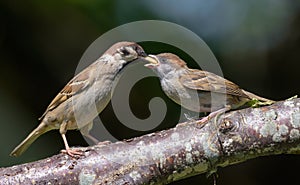 Eurasian tree sparrow feeding his begging baby beak to beak with yummy seeds
