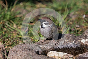 Eurasian tree sparrow on the ground