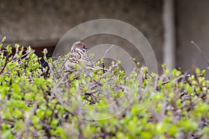 The Eurasian tree sparrow on hedgerow