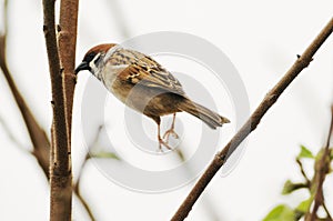 Eurasian tree sparrow jumping, bird, nature, animal, wildlife