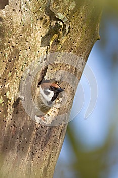 Eurasian Tree Sparrow looking out of nesting hole