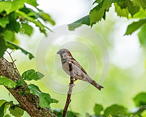 Eurasian tree sparrow (Passer montanus)