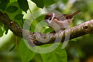 The Eurasian tree sparrow, Passer montanus