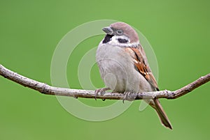 Eurasian Tree Sparrow - Passer montanus