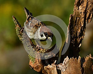 The Eurasian tree sparrow, Passer montanus